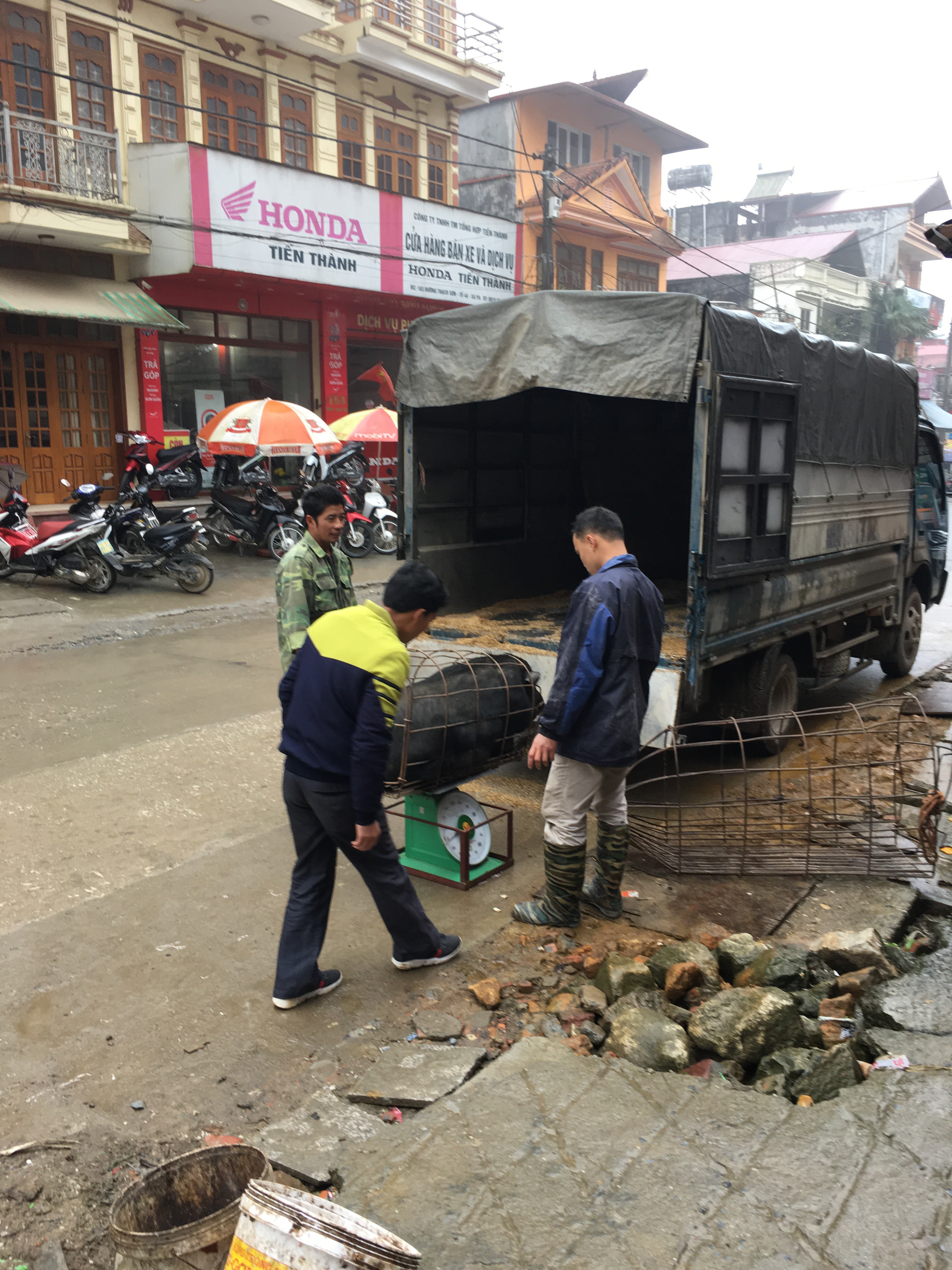 Hog being delivered to a restaurant. We also saw goats being delivered. 