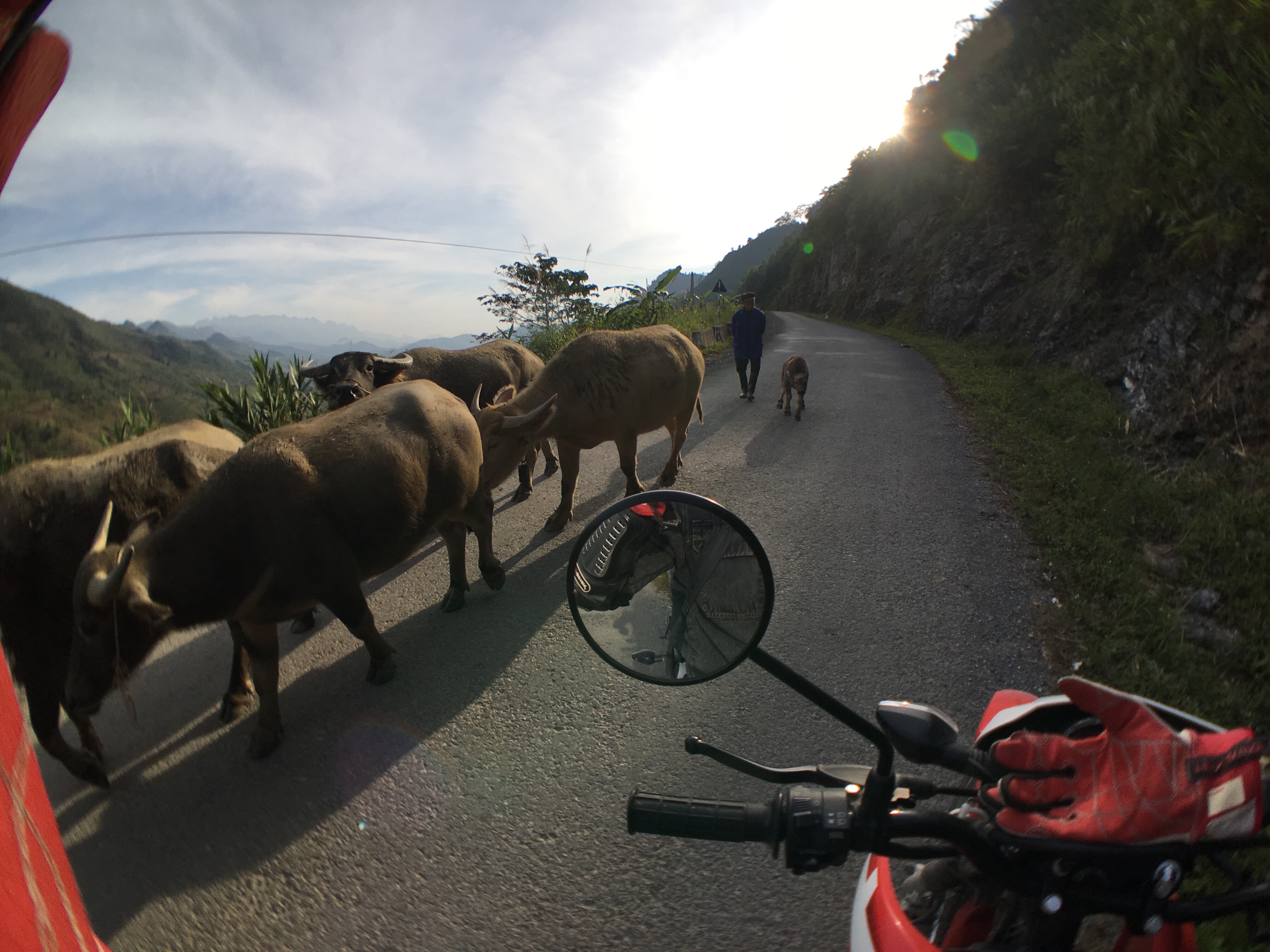 Water buffalo hogging the road again! 
