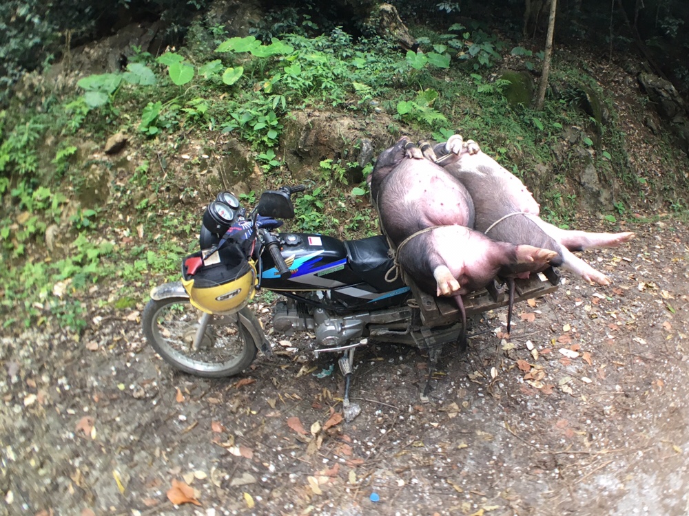 Pork or other pork for dinner?