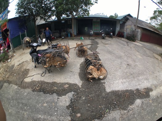 The bid stick was used to brutally force the dogs into position to make room for yet more yelping and terrified dogs. Heart wrenching. 